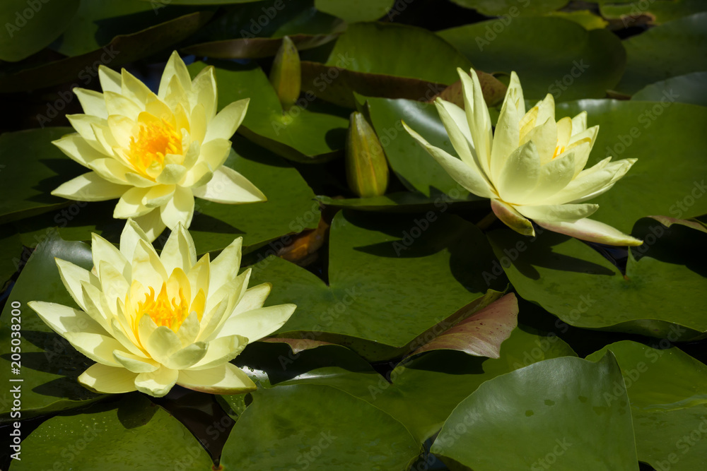 yellow water lilies