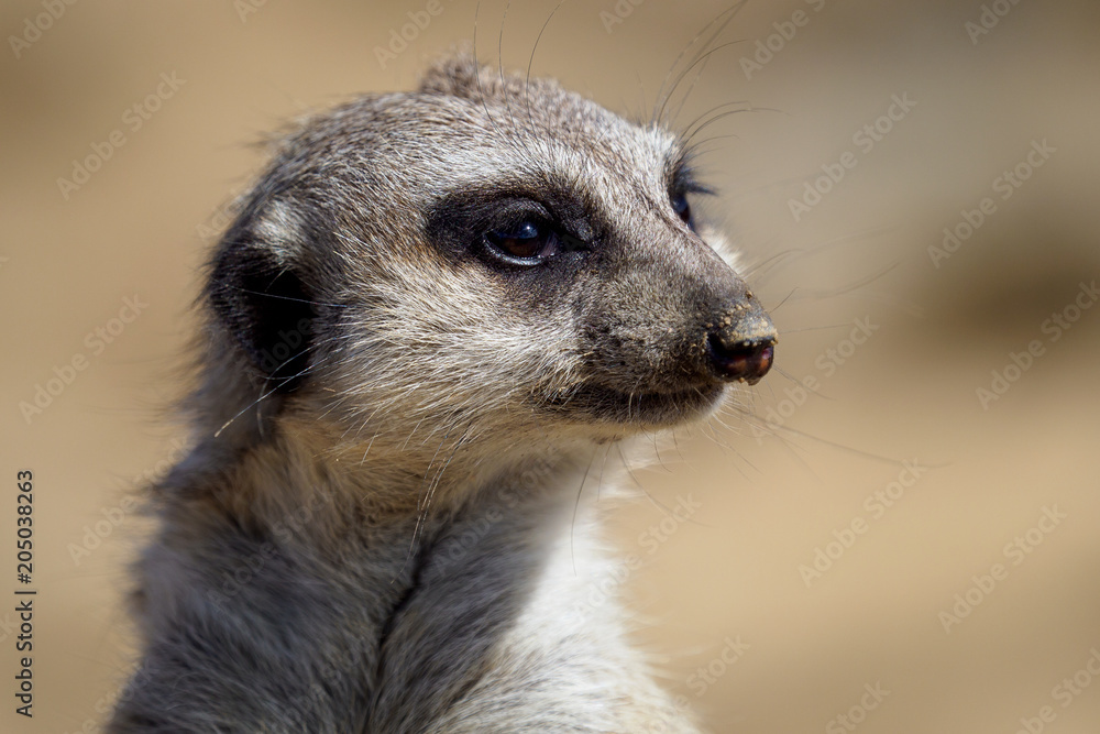 Fototapeta premium Suricate or meerkat (Suricata suricatta)