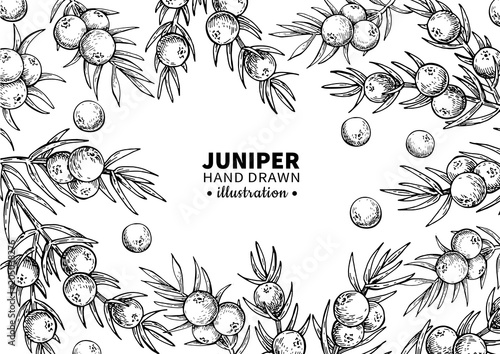 Juniper vector drawing frame. Isolated vintage  template of berr