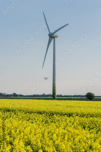 Rapsfeld und Windkraftanlagen 