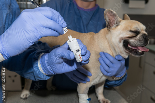 Chimiothérapie pour un animal est un traitement lourd.