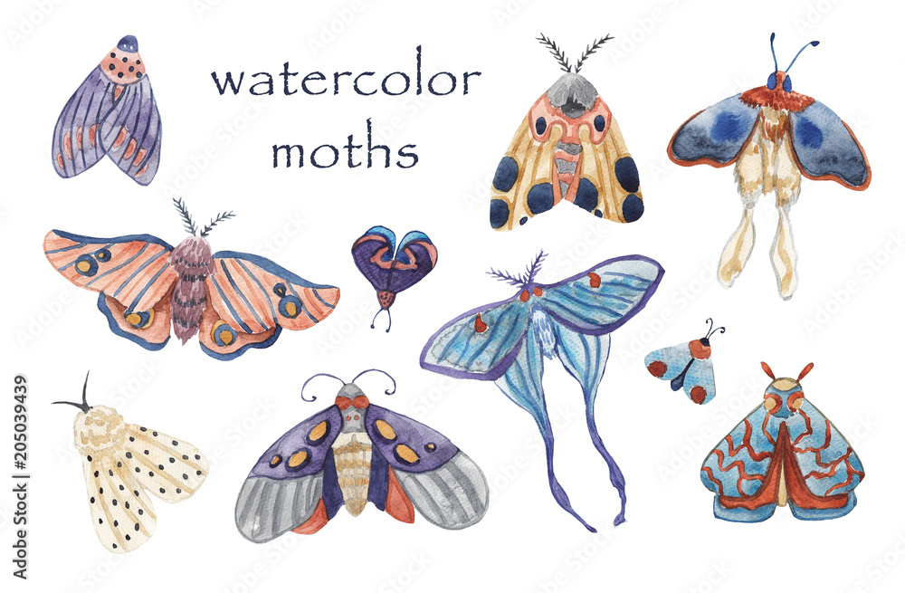 Set of watercolor moths on white isolated background Set of watercolor moths on white isolated background