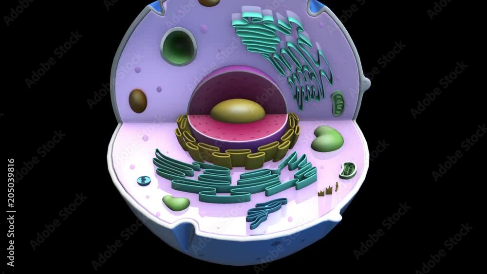 Human cell rotation is positioned on the left 3D Human cell animation ...