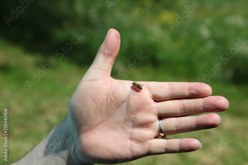 The bee standing on the man's hand. © Sinan
