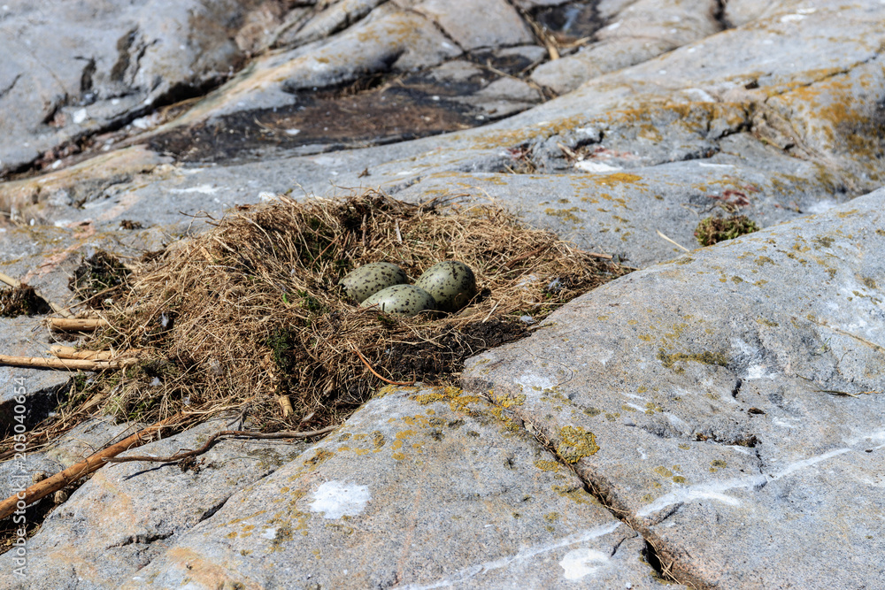 Nest with eggs