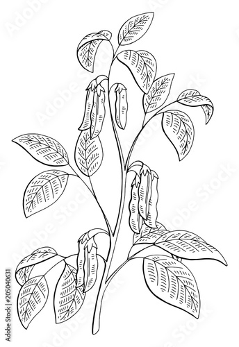 Soybean plant graphic black white isolated sketch illustration vector