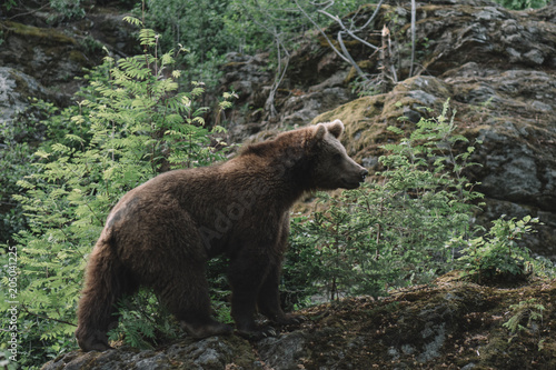 Brown bear in forest. Bayerischer Wald national park, Germany.