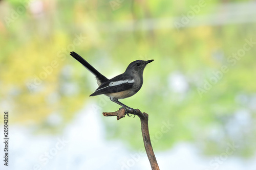 Konstfotografi Oriental magpie robin