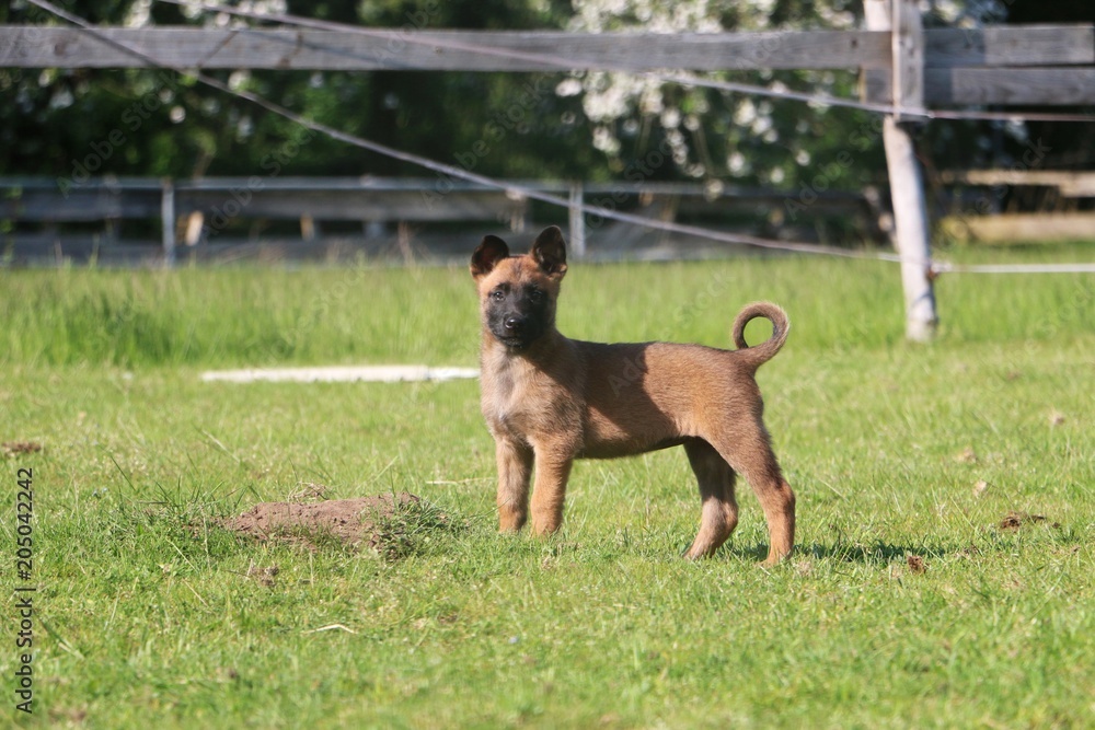 small malinois puppy is standing in the garden small malinois puppy is standing in the garden