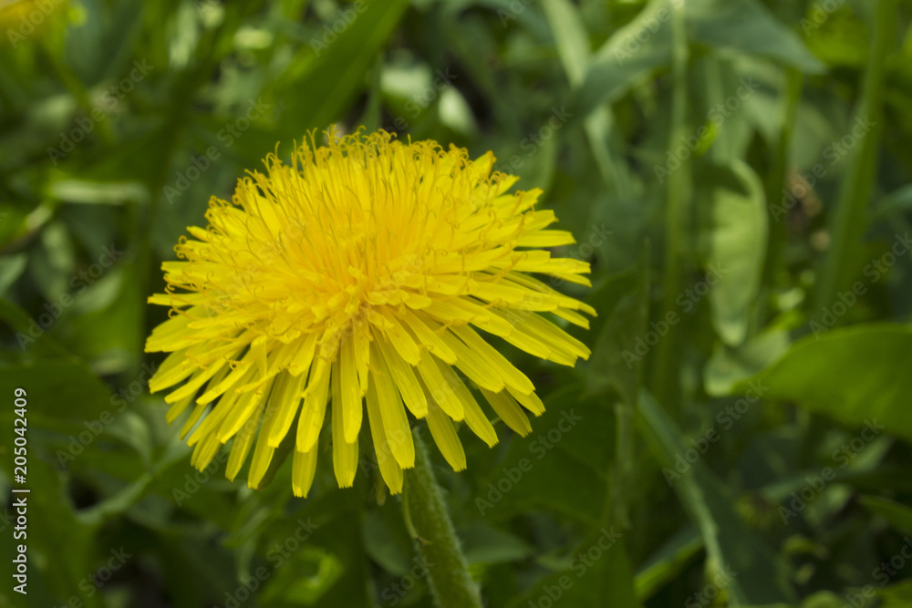 Dandelion flower Dandelion flower