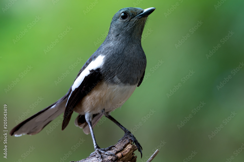 Oriental magpie robin Oriental magpie robin