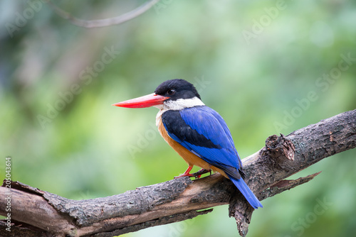 Black-Capped Kingfisher has a purple-blue wings and back, black head and shoulders, white neck collar and throat, and rufous underparts.