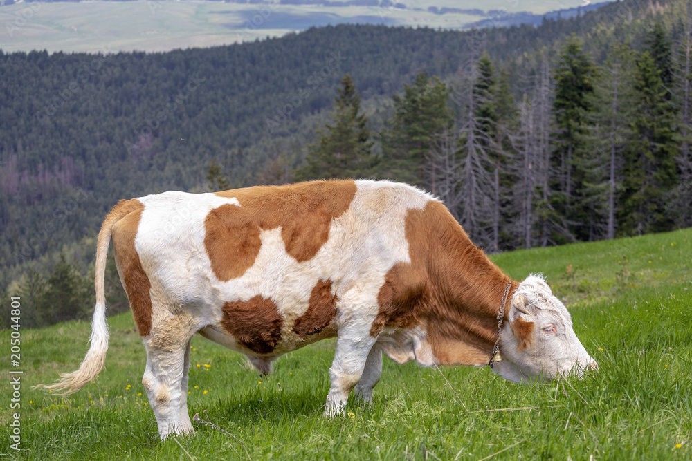 Domestic bull with a bell on neck grazing 2 Domestic bull with a bell on neck grazing 2