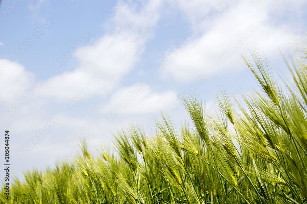 Beautiful fresh Barley plantation Beautiful fresh Barley plantation