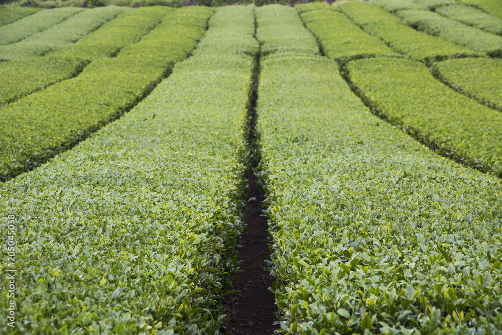 Beautiful fresh green tea plantation Beautiful fresh green tea plantation