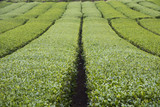 Beautiful fresh green tea plantation 
