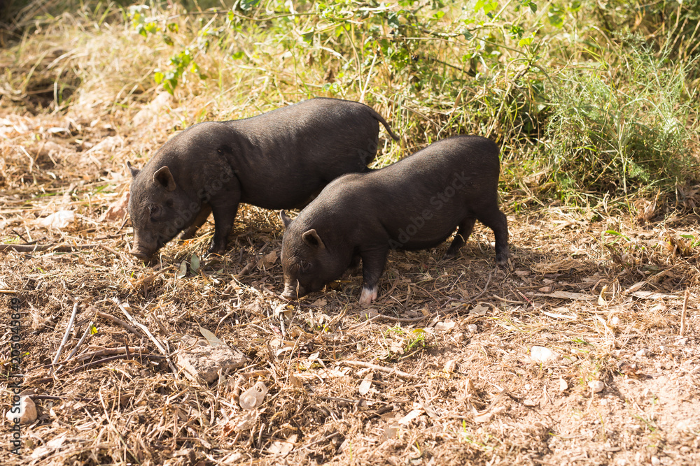 Fototapeta premium Wild black boar or pig close up. Wildlife in natural habitat