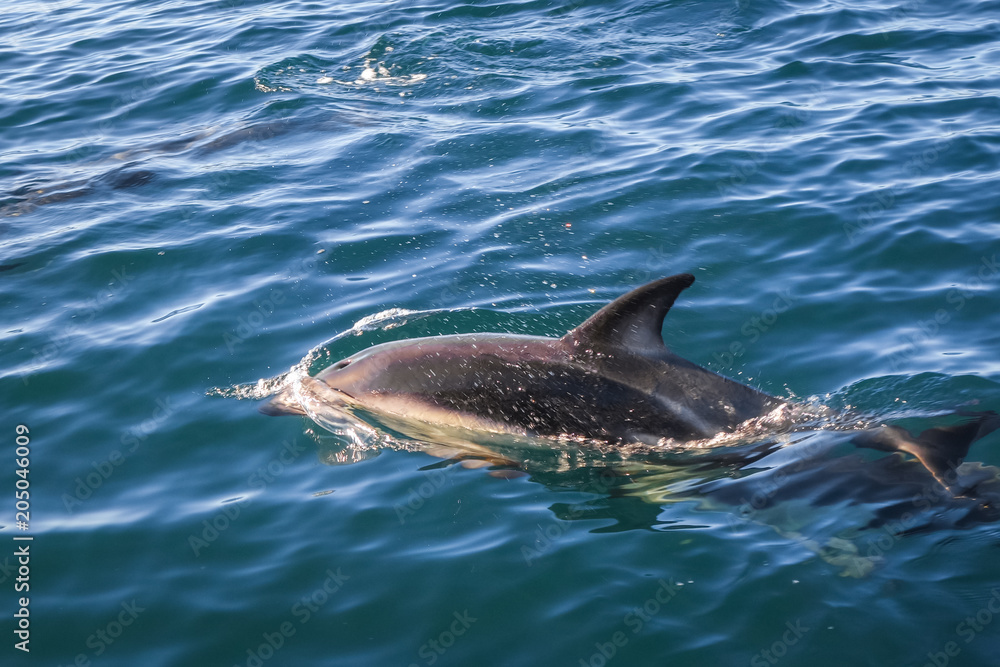 Fototapeta premium dolphin in Kaikoura bay, New Zealand