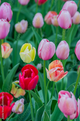 close up of blooming multicoclored tulips in city park outdoors