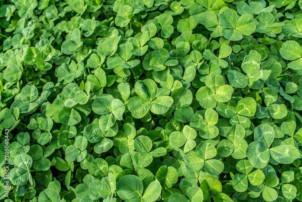 Green grass clover as background Green grass clover as background