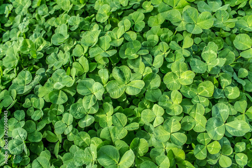 Green grass clover as background