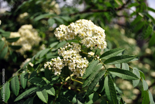 Rowan tree blooming in spring, white flowers and green leaves on blurry horizontal background