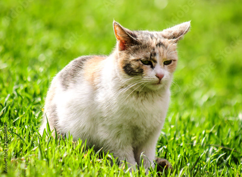 Beautiful cat on the green grass © kvdkz