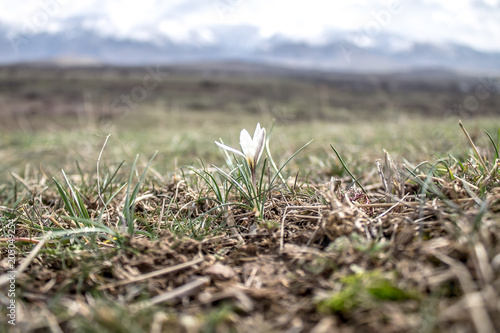 The first spring flower snowdrop in the hands of nature © kvdkz