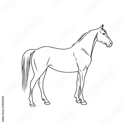 Elegant horse done in a minimal style. Vector illustration.