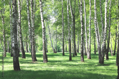 Beautiful birch trees with white birch bark in birch grove with green birch leaves in early summer