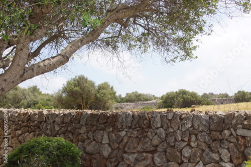 Pairies fleuries et murets en pierre à Minorque, île paradisiaque des Baléares, Espagne