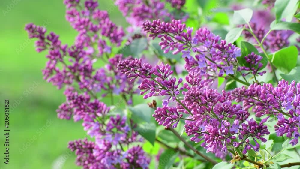 Blooming pink lilac close-up. Blooming pink lilac close-up.