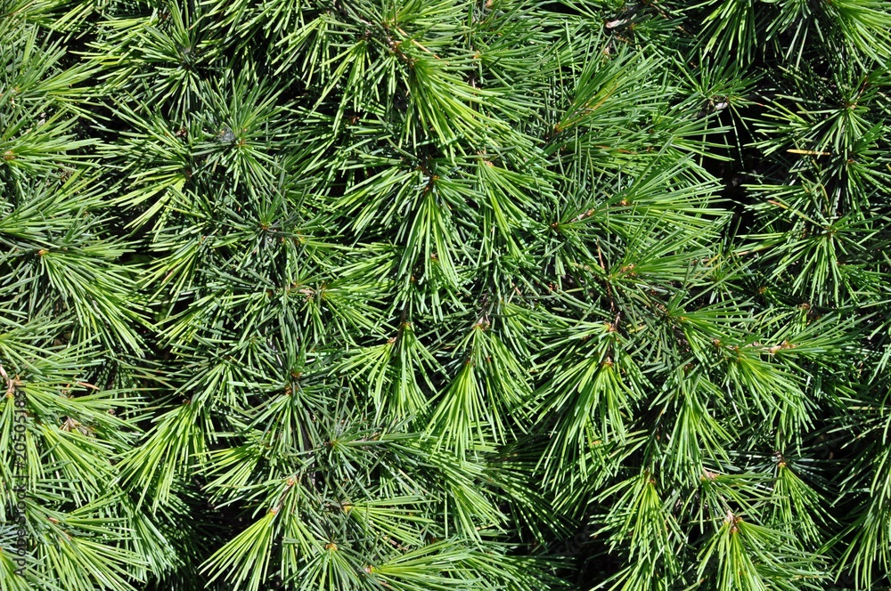 Close up of branches of a Pine tree, front view Close up of branches of a Pine tree, front view