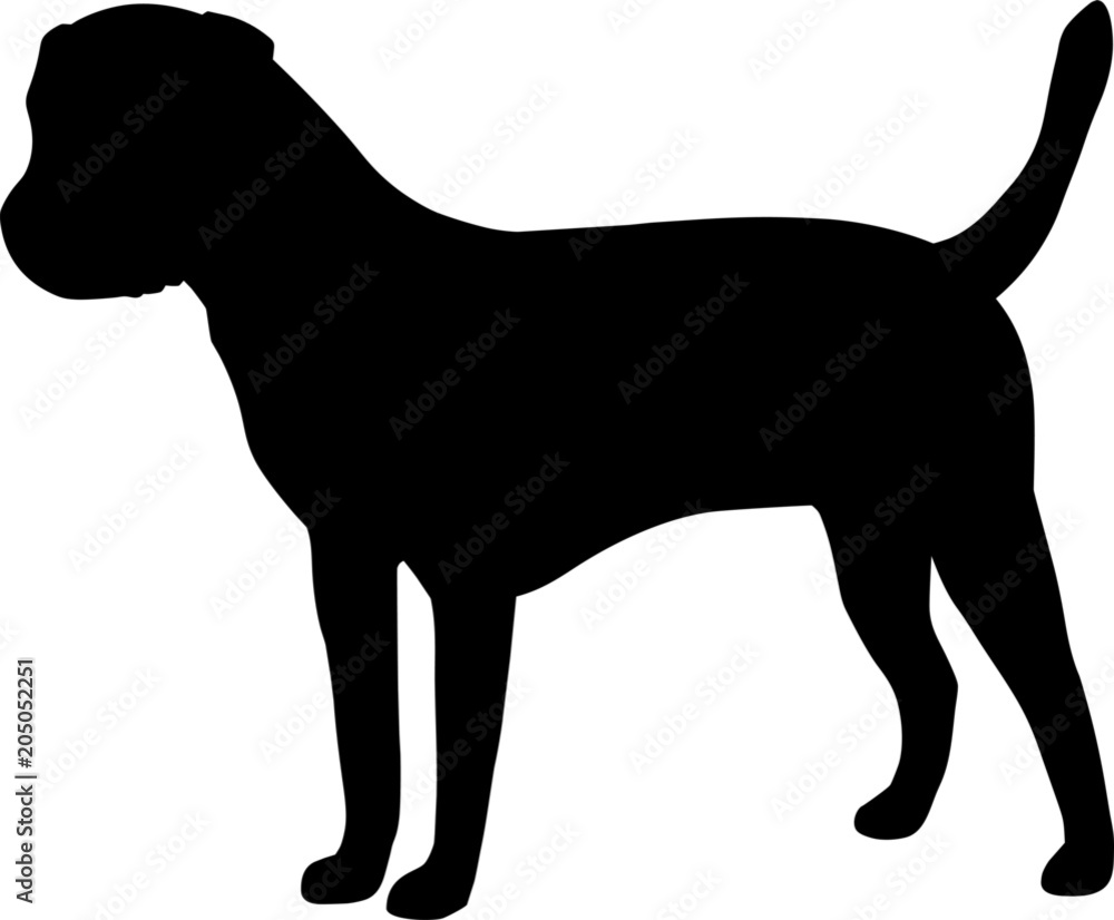Border Terrier Dog