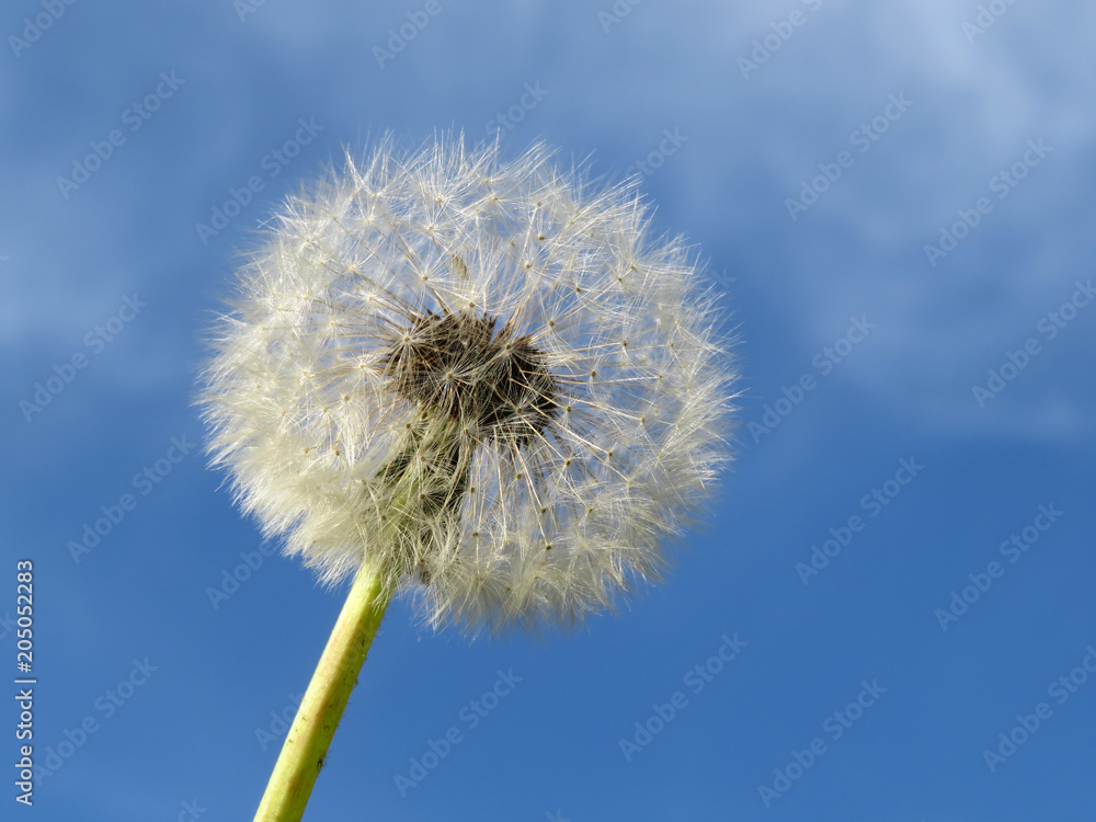 Dandelion seed head against the blue sky. Beautiful white dandelion