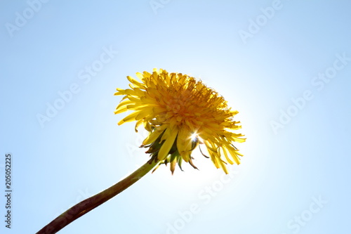 Fototapeta Naklejka Na Ścianę i Meble -  красивый желтый одуванчик на фоне солнца и неба, вид снизу        