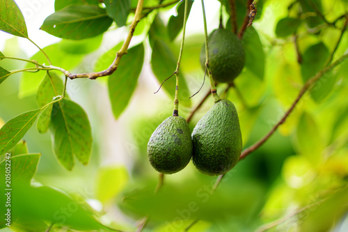 Bunch of fresh avocados ripening on an avocado tree branch in sunny garden photo