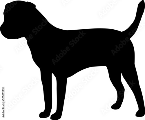 Border Terrier Dog