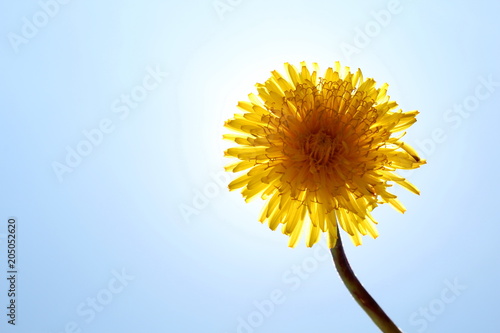 Fototapeta Naklejka Na Ścianę i Meble -  красивый желтый одуванчик на фоне солнца и неба, вид снизу        