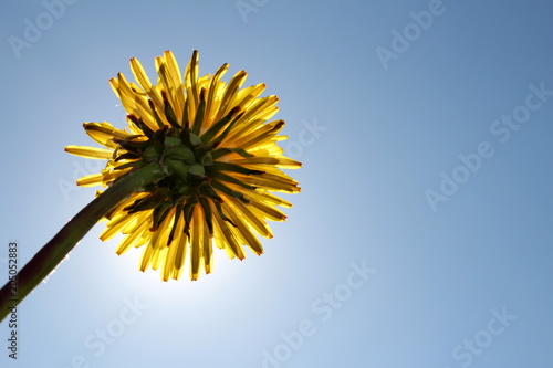 Fototapeta Naklejka Na Ścianę i Meble -  красивый желтый одуванчик на фоне солнца и неба, вид снизу        