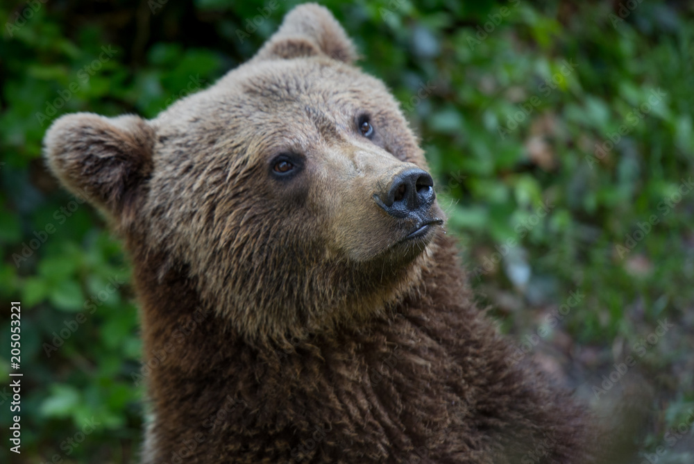 Brown bear portrait in Bayerischer Wald National Park, Germany Brown bear portrait in Bayerischer Wald National Park, Germany