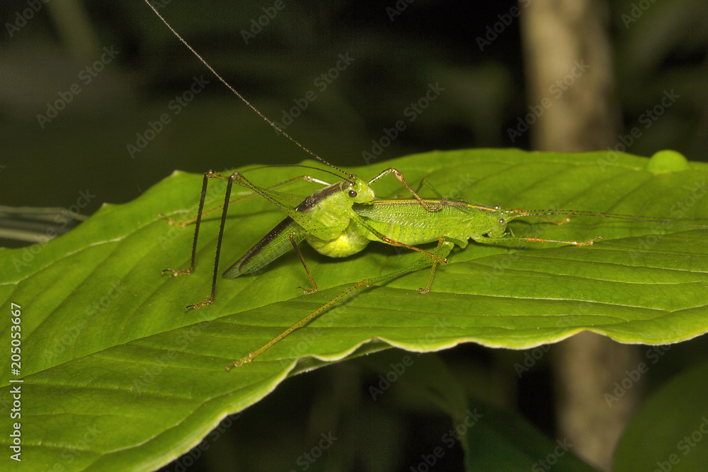 Bush katydid, Phaneropteridae, Aarey milk colony Mumbai Bush katydid, Phaneropteridae, Aarey milk colony Mumbai