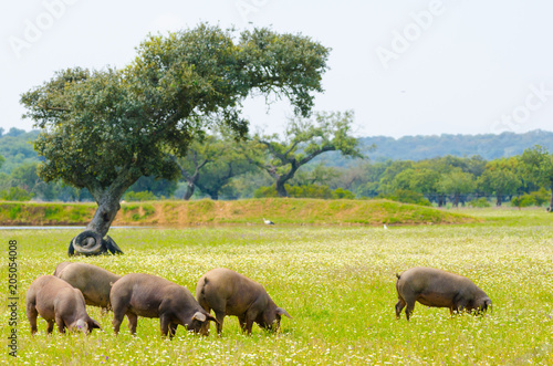 фотографія Iberian pigs in the meadow of Extremadura. Pigs of lampino breed