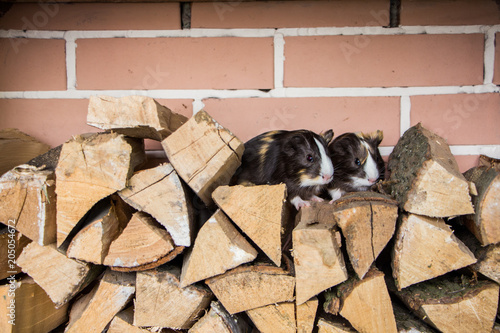 Firewood and guinea pig. Little guinea pig on stacked woodpile.