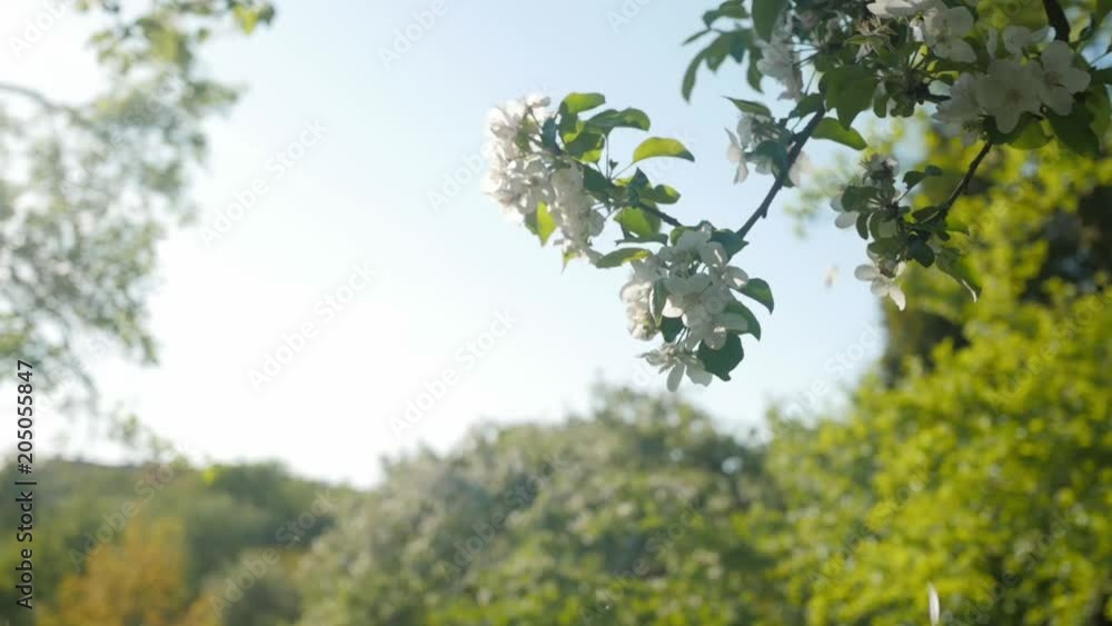 flower petals falling from the tree, sunny summer, slow motion flower petals falling from the tree, sunny summer, slow motion