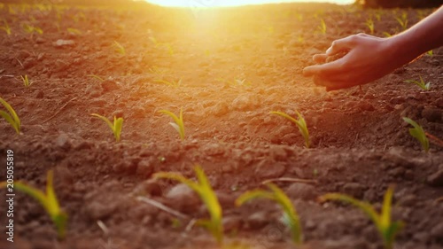 The farmer's hands are testing the soil on a field with young corn seedlings