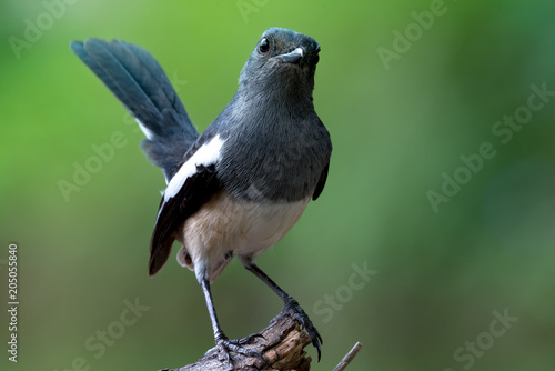 Принти на полотні Oriental magpie robin