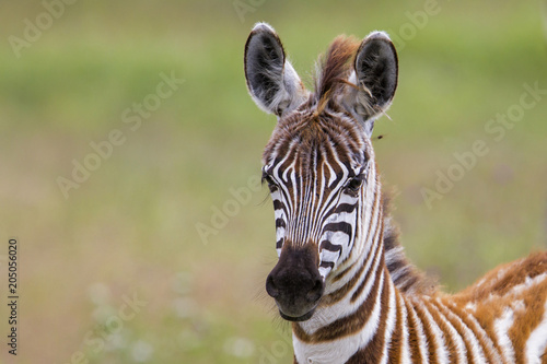 Young baby zebra in the Ngorongoro Crater National Park in Tanzania