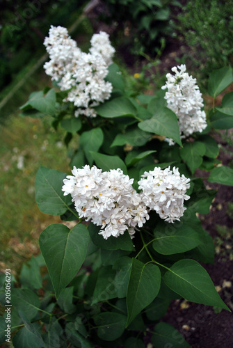 White lilac flowers on soft blurry background