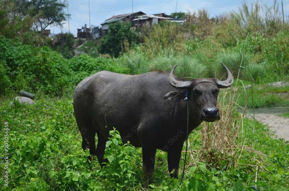 Carabao, water buffalo in the Philippines.